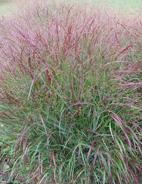 PANICUM VIRGATUM / SWITCH GRASS