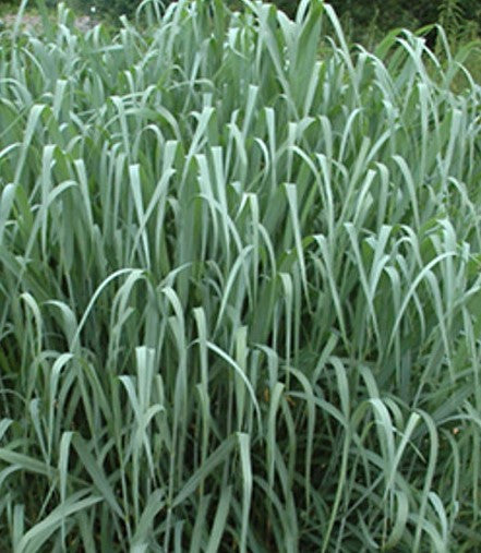 PANICUM VIRGATUM DALLAS BLUES / DALLAS BLUES SWITCH GRASS