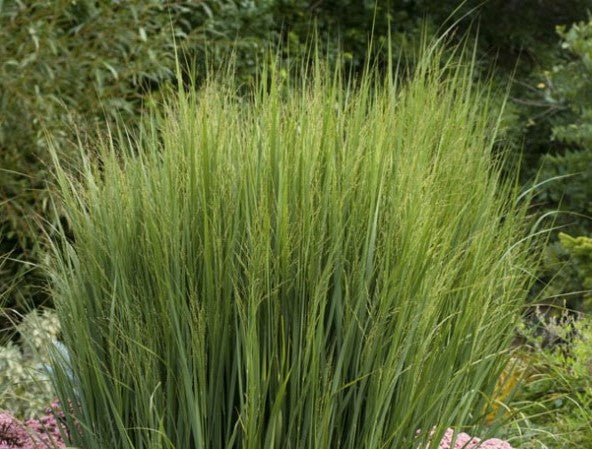 PANICUM VIRGATUM NORTHWIND / NORTHWIND SWITCH GRASS