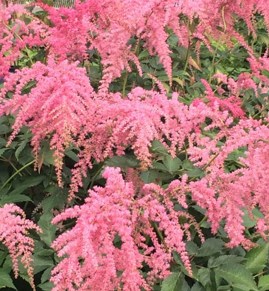 ASTILBE THUNBERGII OSTRICH PLUME / OSTRICH PLUME FALSE SPIREA