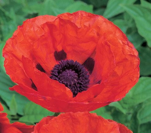 PAPAVER ORIENTALE BRILLIANT / ORIENTAL POPPY