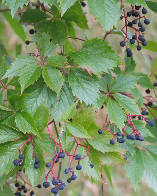 PARTHENOCISSUS INSERTA / WOODBINE