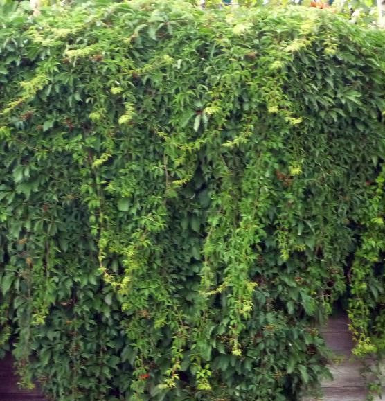 PARTHENOCISSUS QUINQUEFOLIA / VIRGINIA CREEPER
