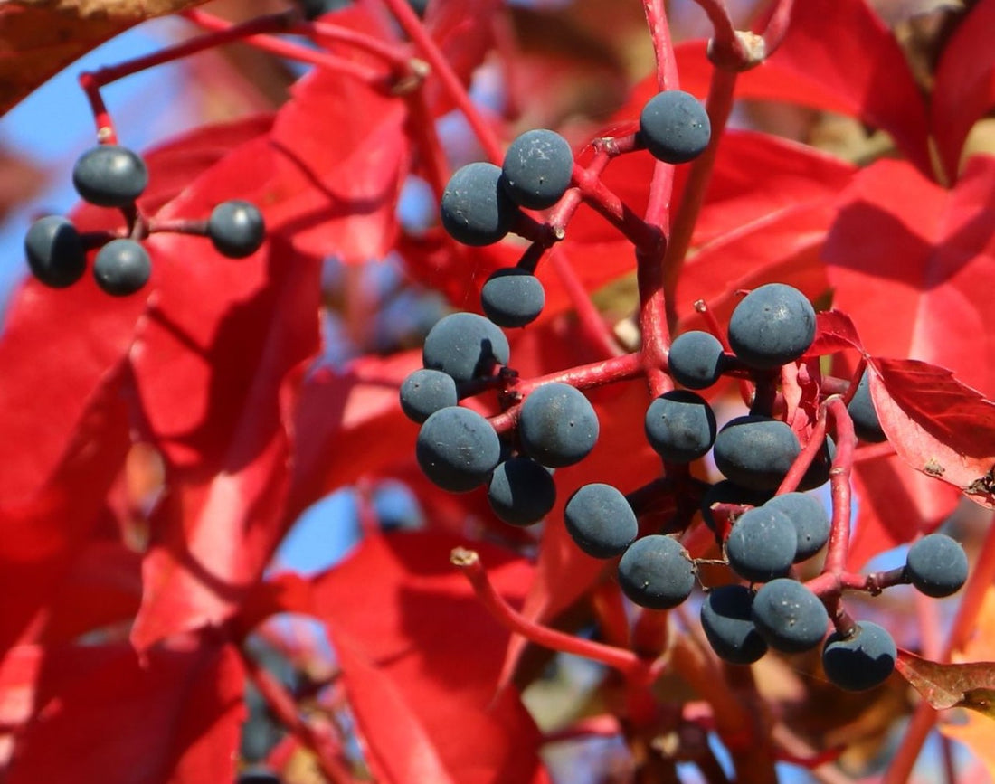 PARTHENOCISSUS QUINQUEFOLIA ENGELMANNII / ENGELMAN&