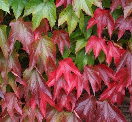 PARTHENOCISSUS TRICUSPIDATA VEITCHII / BOSTON IVY