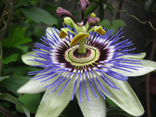 PASSIFLORA CAERULEA / PASSION FLOWER