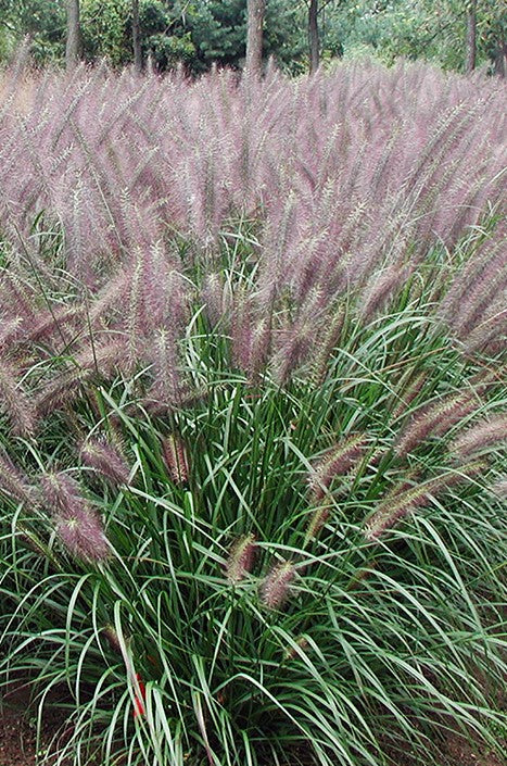 PENNISETUM ALOPECUROIDES / FOUNTAIN GRASS