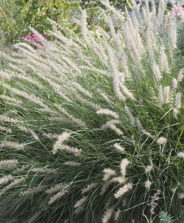 PENNISETUM ALOPECUROIDES HAMELN / DWARF FOUNTAIN GRASS