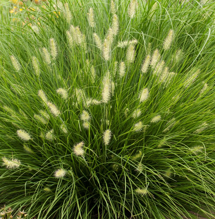 PENNISETUM ALOPECUROIDES LITTLE BUNNY / MINIATURE FOUNTAIN GRASS