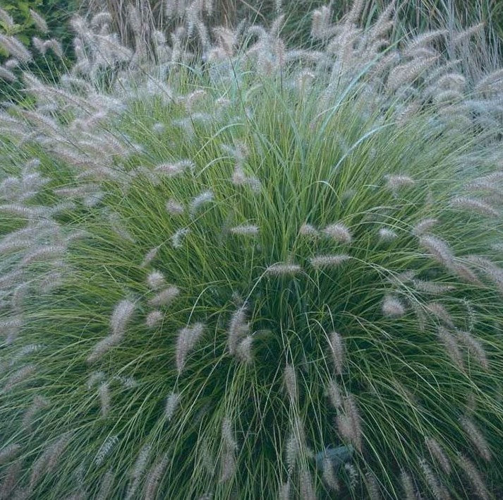 PENNISETUM ALOPECUROIDES PIGLET / PIGLET FOUNTAIN GRASS