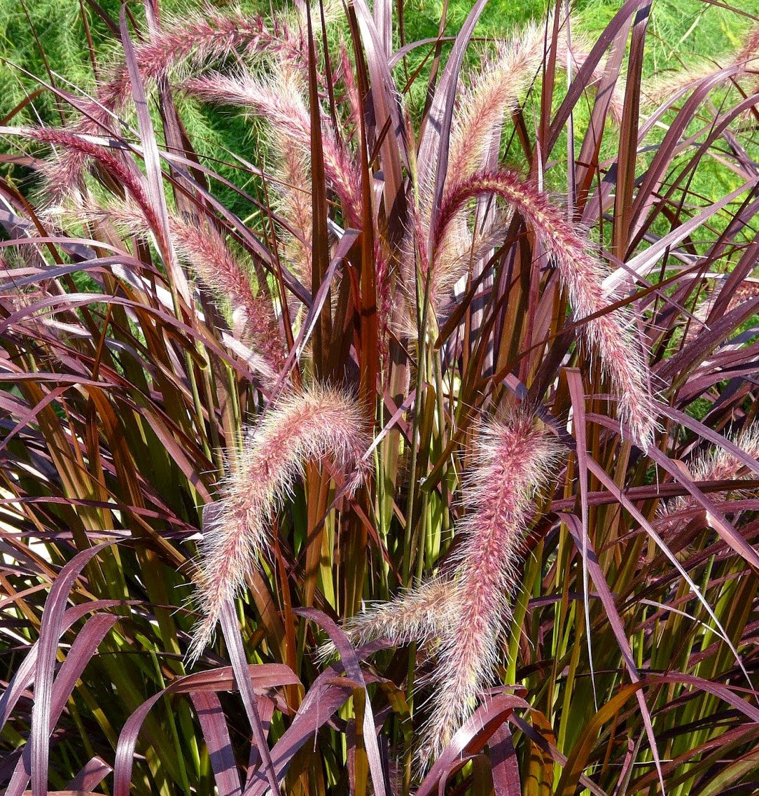 PENNISETUM SETACEUM RUBRUM / PURPLE FOUNTAIN GRASS
