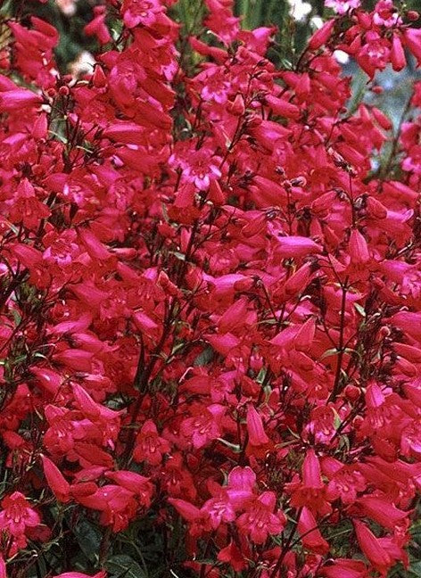 PENSTEMON SCHMIDEL RED RIDING HOOD / BEARDTONGUE