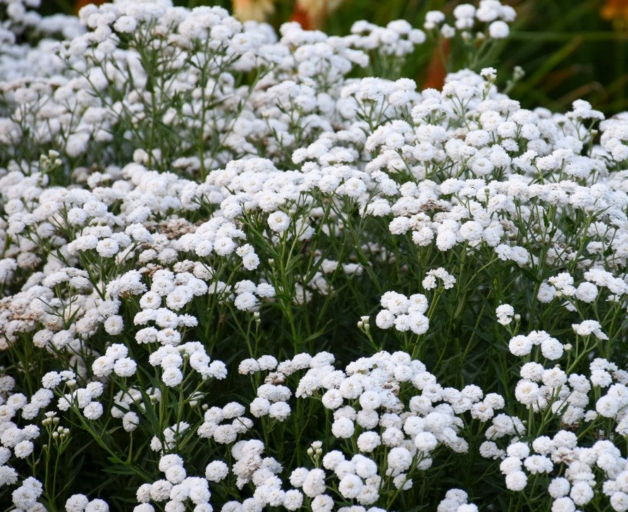 ACHILLEA PTARMICA PETER COTTONTAIL / SNEEZEWORT