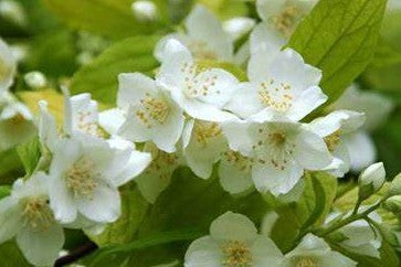 PHILADELPHUS CORONARIUS AUREUS / GOLDEN MOCKORANGE