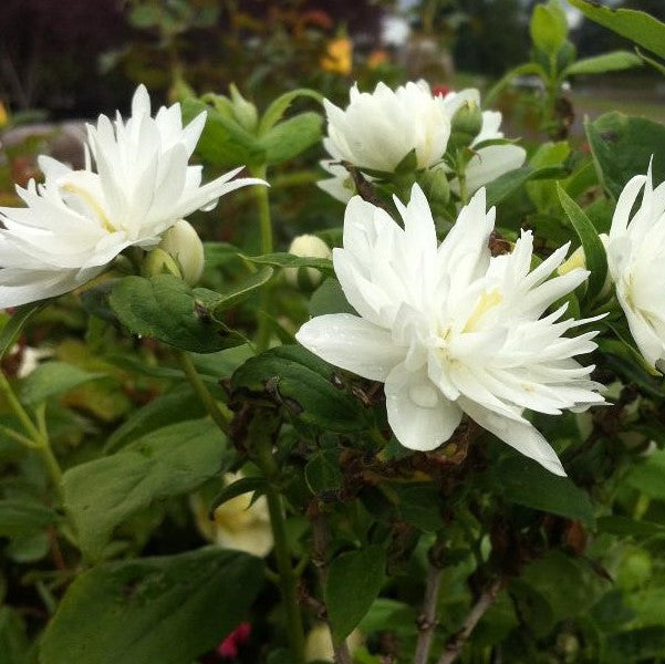 PHILADELPHUS X MINIATURE SNOWFLAKE / MINIATURE SNOWFLAKE MOCKORANGE