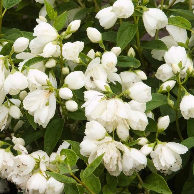 PHILADELPHUS X SNOWBELLE / SNOWBELLE MOCKORANGE