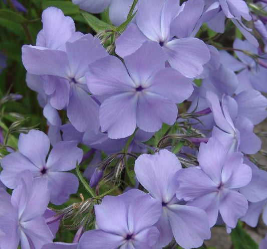 PHLOX DIVARICATA BLUE MOON / WOODLAND PHLOX