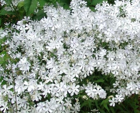 PHLOX DIVARICATA MAY BREEZE / WOODLAND PHLOX