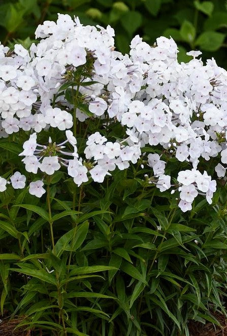 PHLOX PANICULATA X FASHIONABLY EARLY CRYSTAL / TALL GARDEN PHLOX