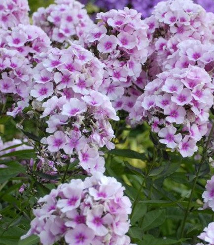 PHLOX PANICULATA BRIGHT EYES / GARDEN PHLOX