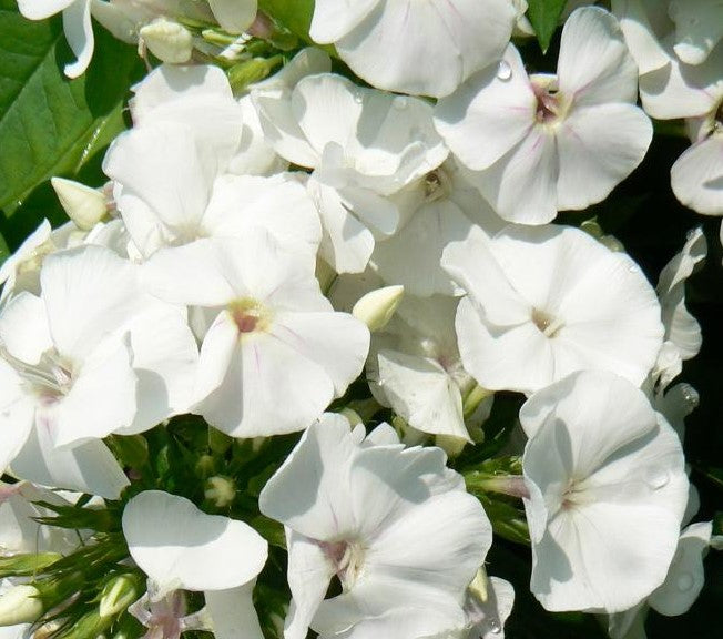 PHLOX PANICULATA DAVID / GARDEN PHLOX