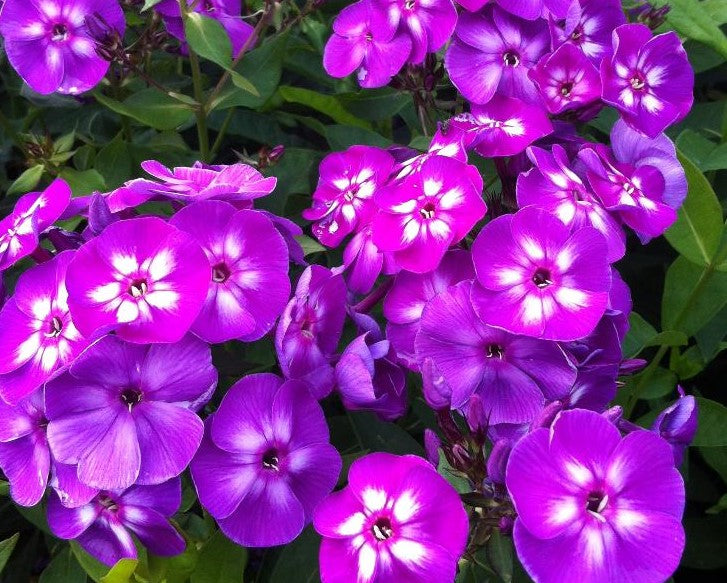 PHLOX PANICULATA LAURA / GARDEN PHLOX