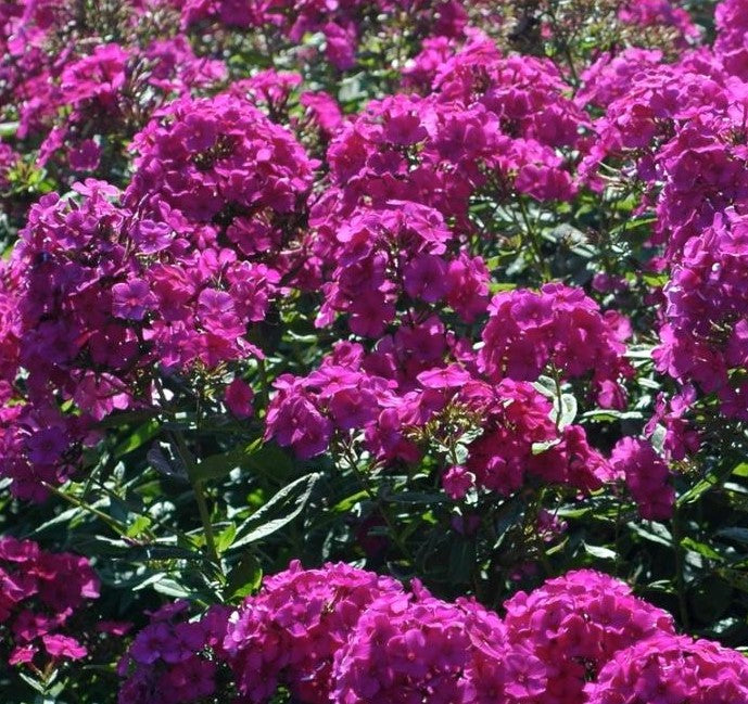PHLOX PANICULATA NICKY / GARDEN PHLOX