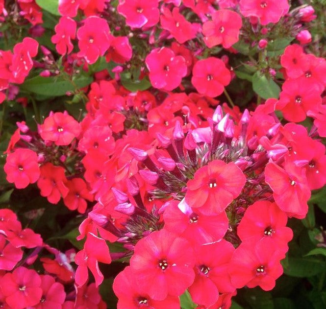 PHLOX PANICULATA RED RIDING HOOD / GARDEN PHLOX
