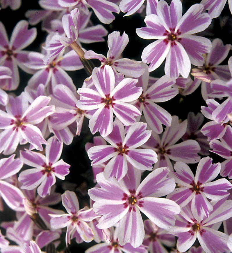 PHLOX SUBULATA CANDY STRIPE / MOSS PHLOX