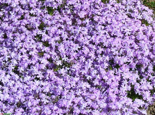 PHLOX SUBULATA EMERALD BLUE / MOSS PHLOX