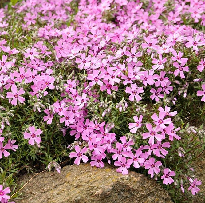 PHLOX SUBULATA EMERALD PINK / MOSS PHLOX