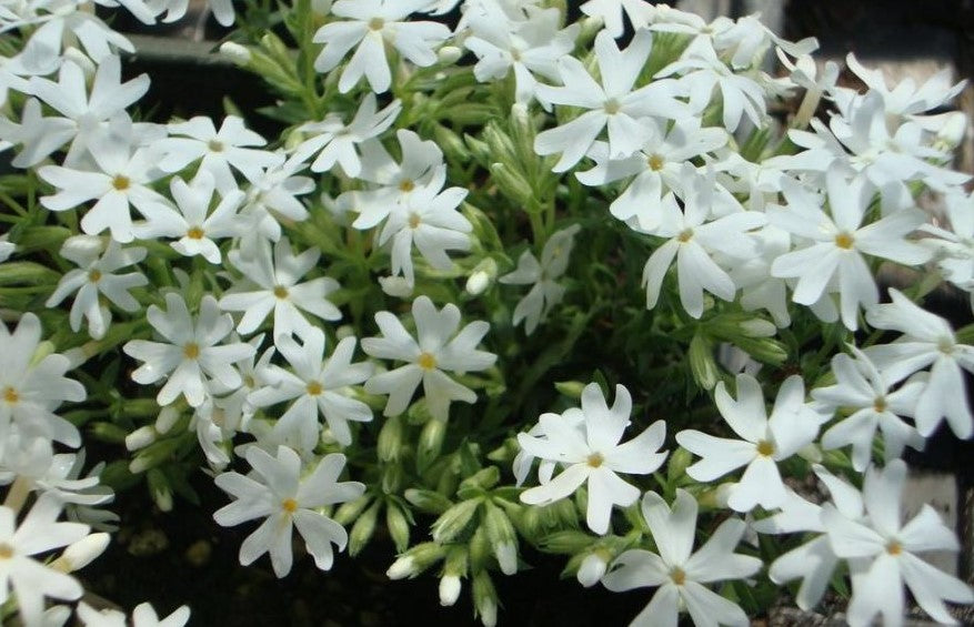 PHLOX SUBULATA SNOWFLAKE / MOSS PHLOX