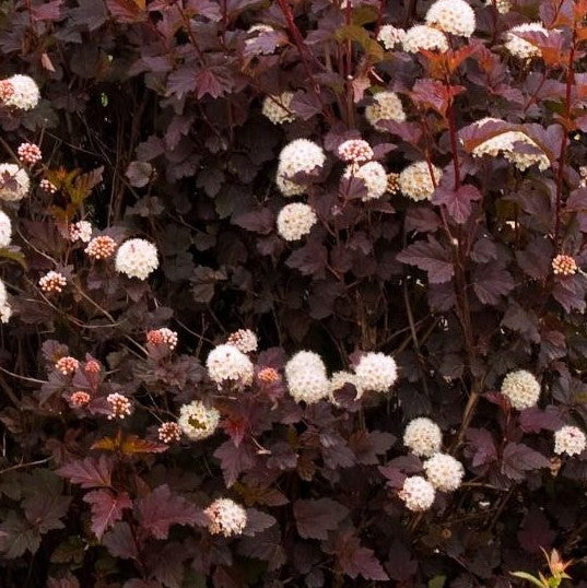 PHYSOCARPUS OPULIFOLIUS DIABOLO®  / DIABOLO® NINEBARK