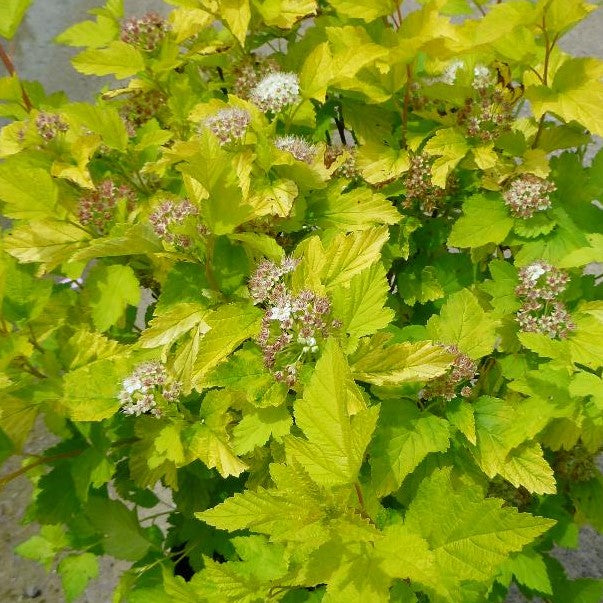 PHYSOCARPUS OPULIFOLIUS LUTEUS / GOLDEN NINEBARK