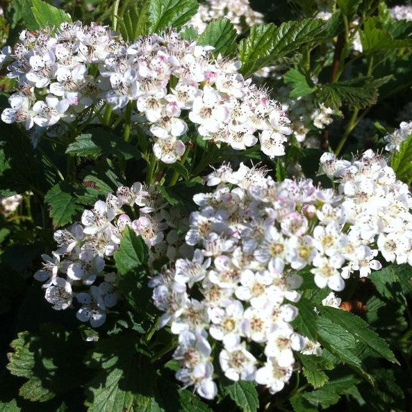 PHYSOCARPUS OPULIFOLIUS NANUS / DWARF NINEBARK