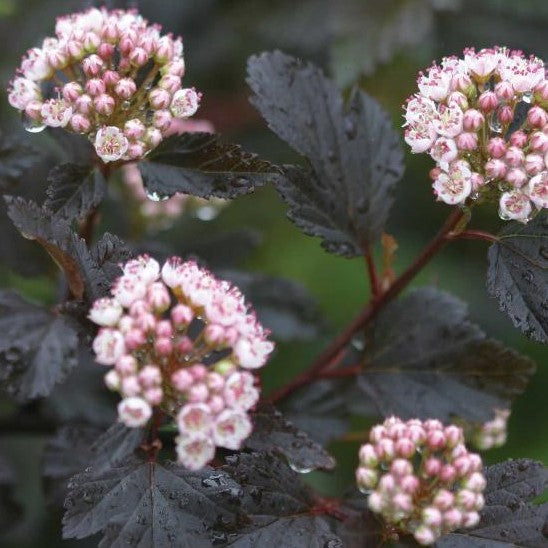 PHYSOCARPUS OPULIFOLIUS SUMMER WINE® / SUMMER WINE® NINEBARK