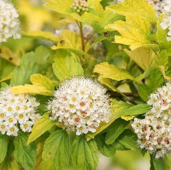 PHYSOCARPUS OPULIFOLIUS TINY WINE® GOLD / TINY WINE® GOLD NINEBARK