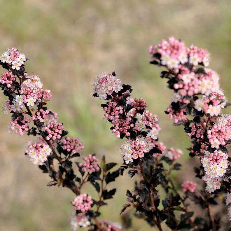 PHYSOCARPUS OPULIFOLIUS TINY WINE® / TINY WINE® NINEBARK
