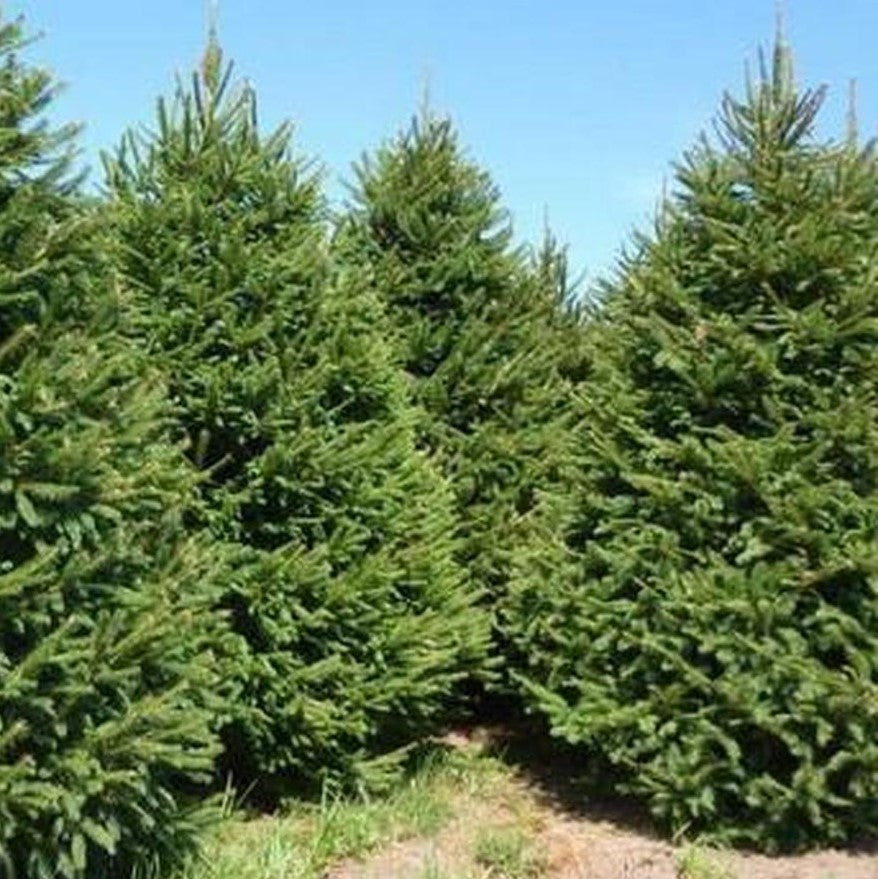 PICEA ABIES / NORWAY SPRUCE