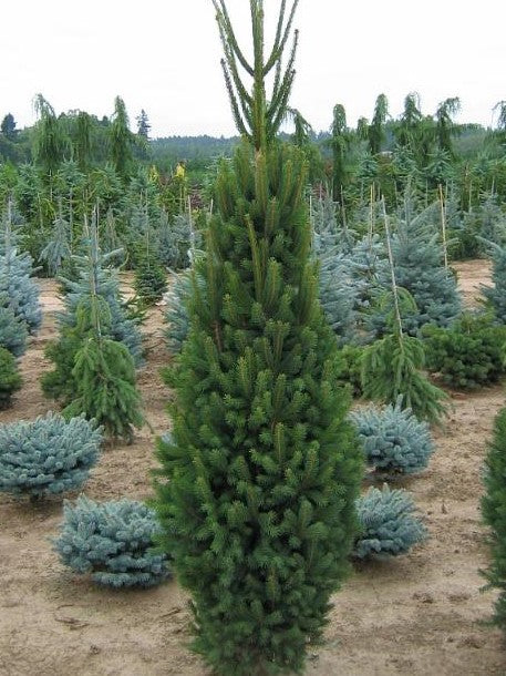 PICEA ABIES CUPRESSINA / COLUMNAR NORWAY SPRUCE