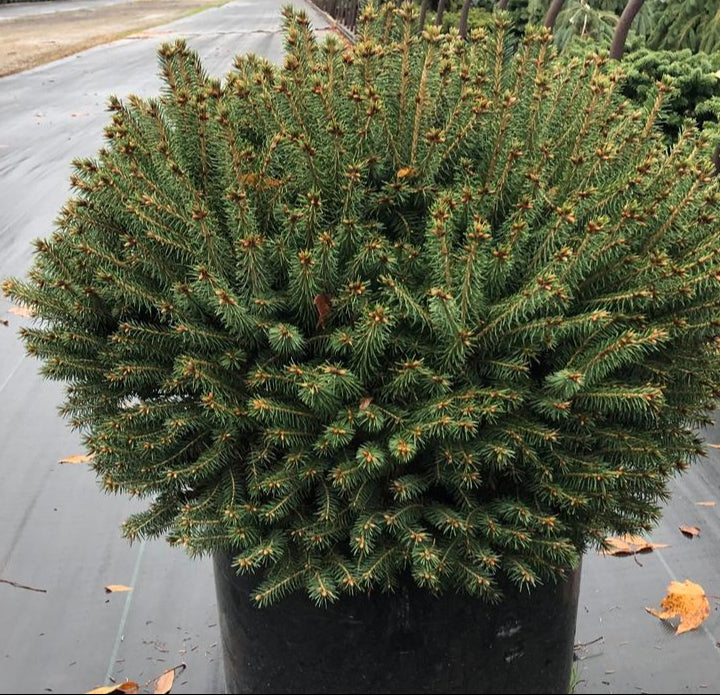 PICEA ABIES FAT CAT / FAT CAT NORWAY SPRUCE