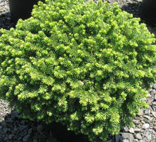 PICEA ABIES LITTLE GEM / LITTLE GEM NORWAY SPRUCE