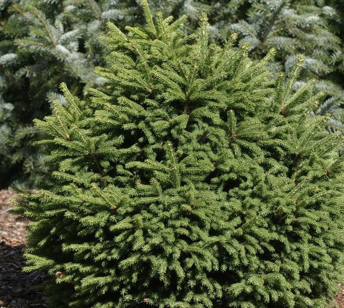 PICEA ABIES MUCRONATA / MUCRONATA NORWAY SPRUCE