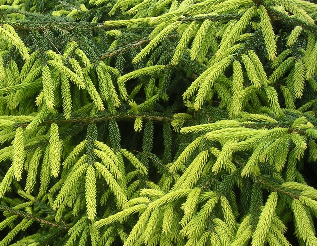 PICEA ORIENTALIS EARLY GOLD / EARLY GOLD CAUCASIAN SPRUCE