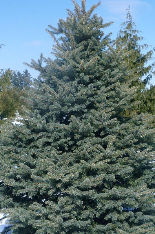 PICEA PUNGENS / COLORADO SPRUCE