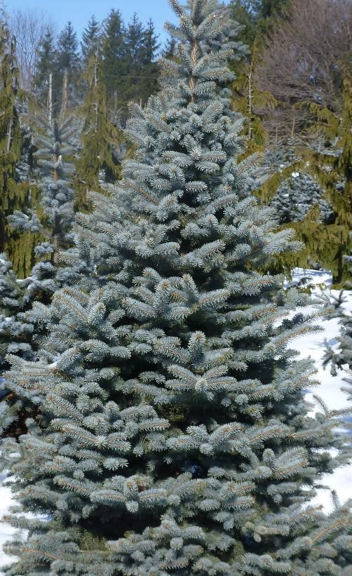 PICEA PUNGENS BABY BLUE / BABY BLUE SPRUCE