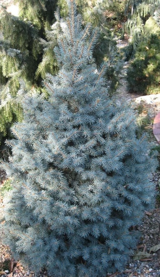 PICEA PUNGENS SESTER DWARF / SESTER DWARF BLUE SPRUCE