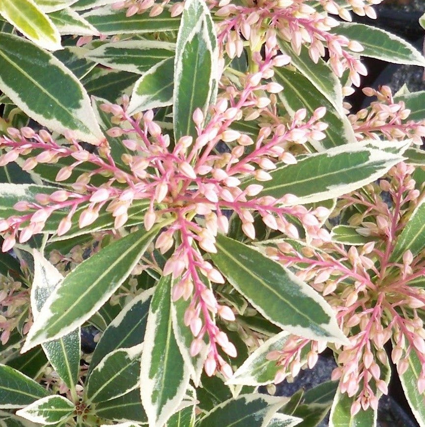 PIERIS JAPONICA FLAMING SILVER / FLAMING SILVER JAPANESE PIERIS