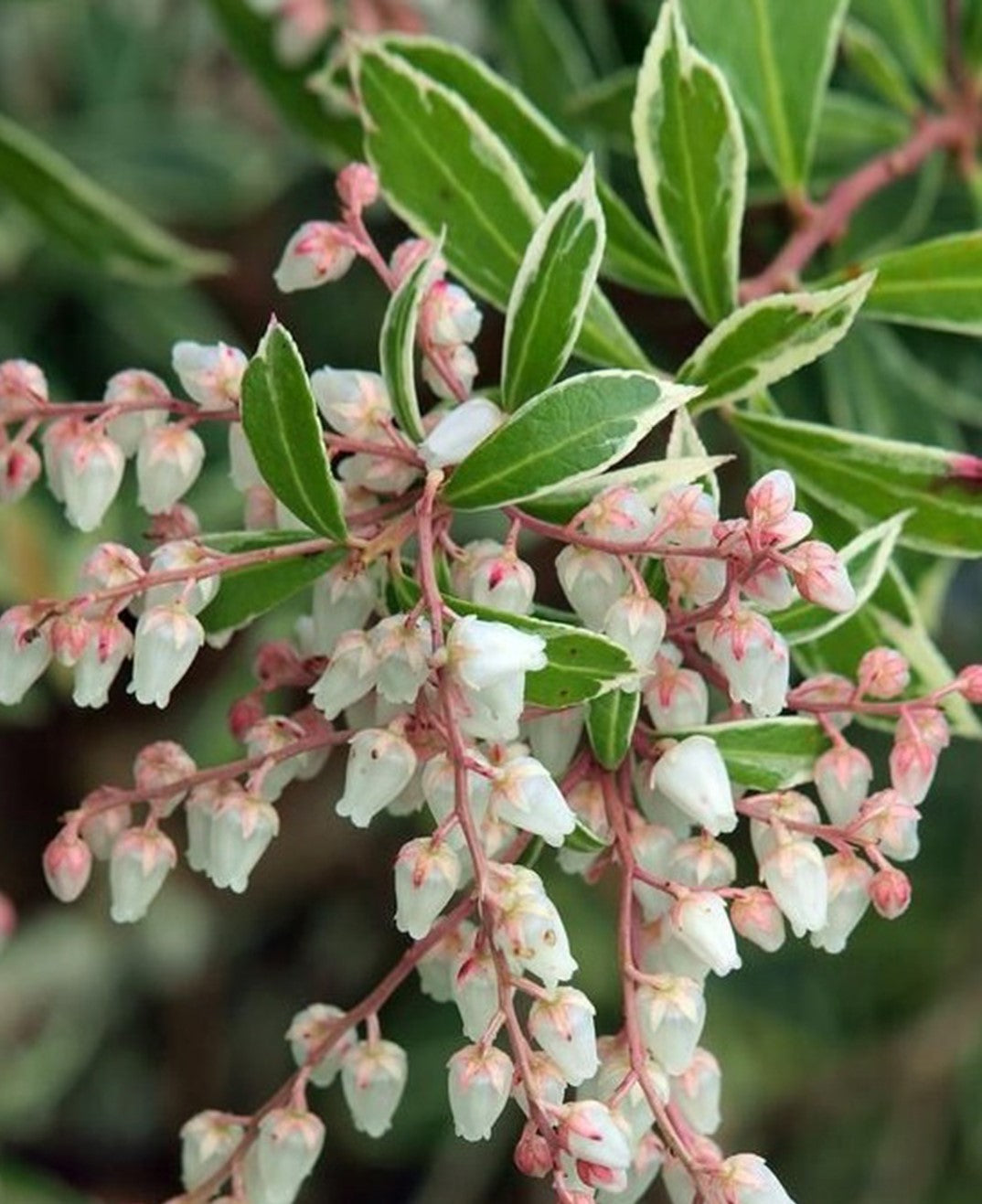 PIERIS JAPONICA LITTLE HEATH / LITTLE HEATH JAPANESE PIERIS