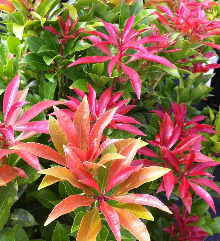 PIERIS JAPONICA MOUNTAIN FIRE / MOUNTAIN FIRE JAPANESE PIERIS